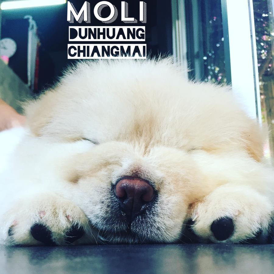ChiangMai Moli INN Chiang Mai Bagian luar foto