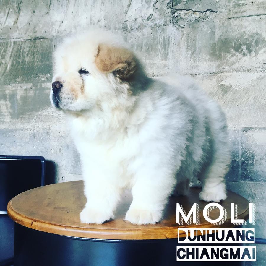 ChiangMai Moli INN Chiang Mai Bagian luar foto
