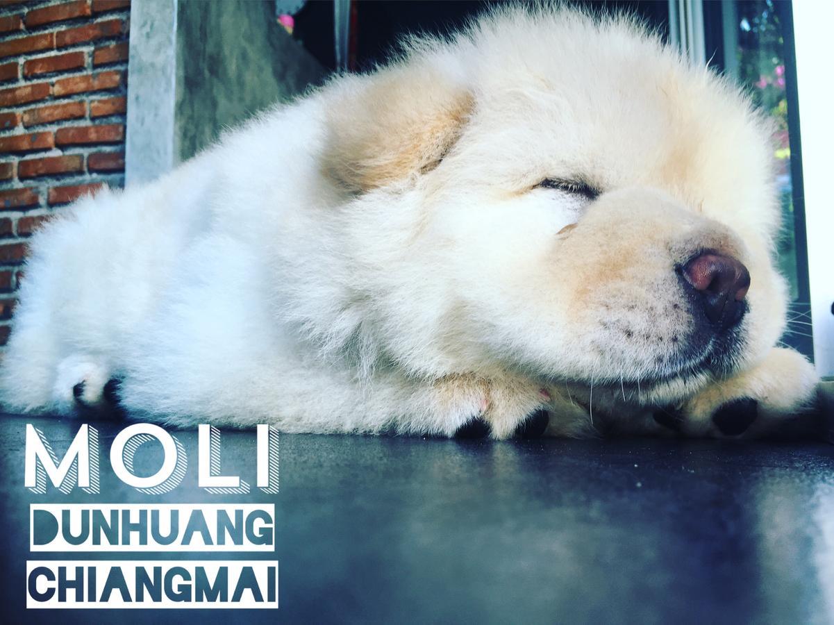 ChiangMai Moli INN Chiang Mai Bagian luar foto